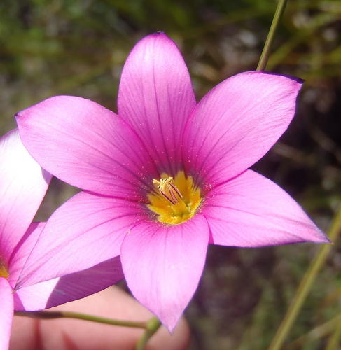 Romulea fibrosa