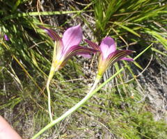 Romulea fibrosa