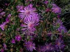 Lampranthus uniflorus