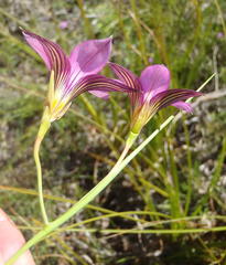 Romulea fibrosa