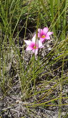 Romulea fibrosa
