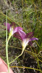 Romulea fibrosa