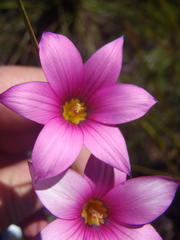 Romulea fibrosa
