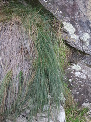 Festuca actae
