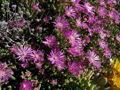 Lampranthus uniflorus