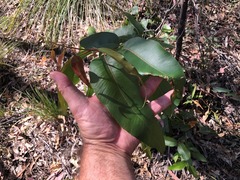 Corymbia henryi
