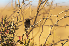 Cinnyris fuscus fuscus