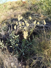 Ptilotus clementii