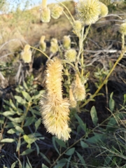 Ptilotus clementii