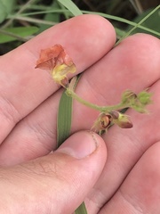 Macroptilium gibbosifolium