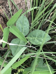 Macroptilium gibbosifolium