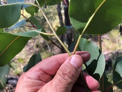 Corymbia henryi