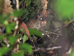 Paradoxurus philippinensis
