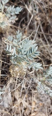 Astragalus oleifolius