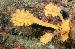 Halisarca australiensis