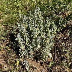 Atriplex lindleyi