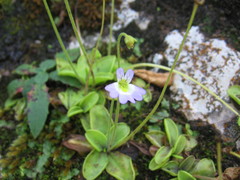 Pinguicula hirtiflora
