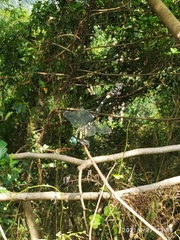 Lamelligomphus formosanus