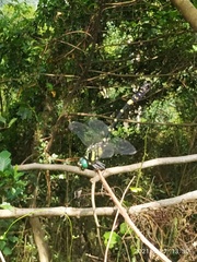 Lamelligomphus formosanus