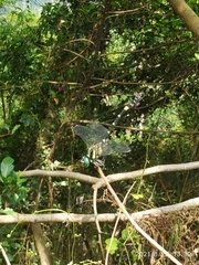 Lamelligomphus formosanus