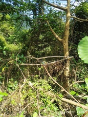 Lamelligomphus formosanus