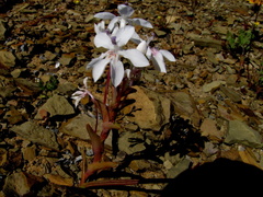 Lapeirousia pyramidalis pyramidalis
