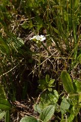 Androsace adfinis brigantiaca