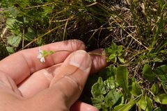 Androsace adfinis brigantiaca