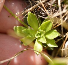 Androsace adfinis brigantiaca