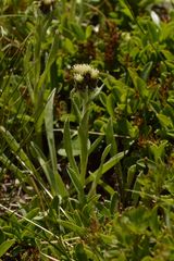 Antennaria carpatica