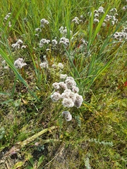 Limonium flexuosum