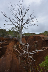 Arillastrum gummiferum