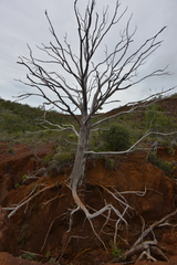 Arillastrum gummiferum