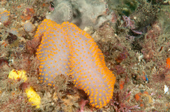 Polycitor giganteus