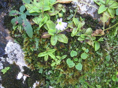 Pinguicula hirtiflora