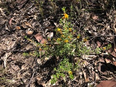 Pultenaea microphylla
