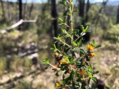 Pultenaea microphylla