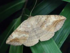 Blasticorhinus unduligera