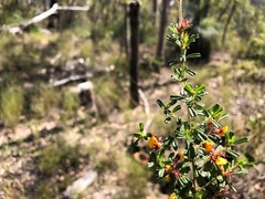 Pultenaea microphylla