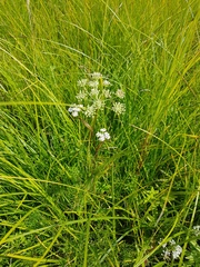 Ostericum tenuifolium