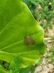 Ricania sublimata