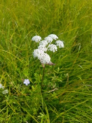 Ostericum tenuifolium