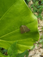 Ricania sublimata