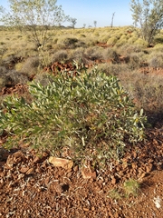 Acacia acradenia