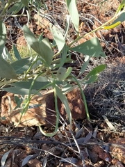 Acacia acradenia
