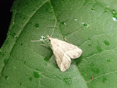 Schrankia separatalis