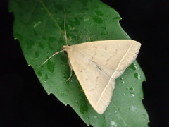 Simplicia xanthoma