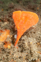Echinoclathria leporina