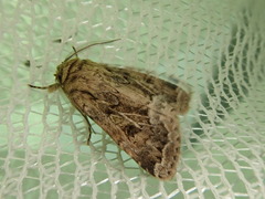 Spodoptera depravata