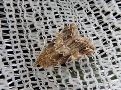 Elophila turbata